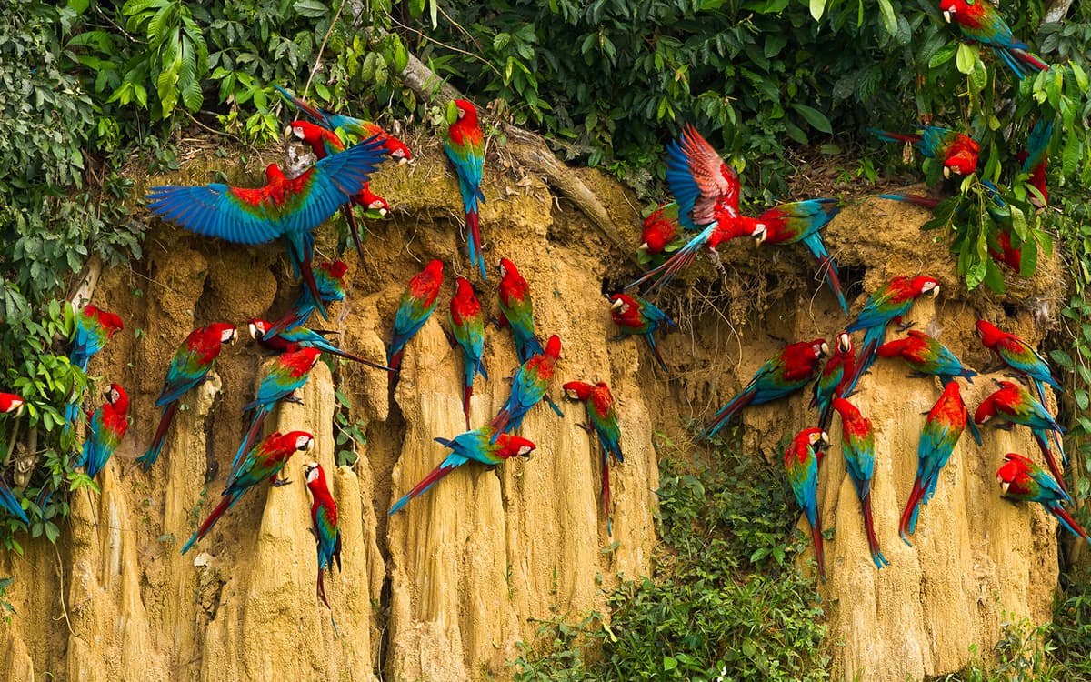 Manu-National-Park-3-Day-Tour